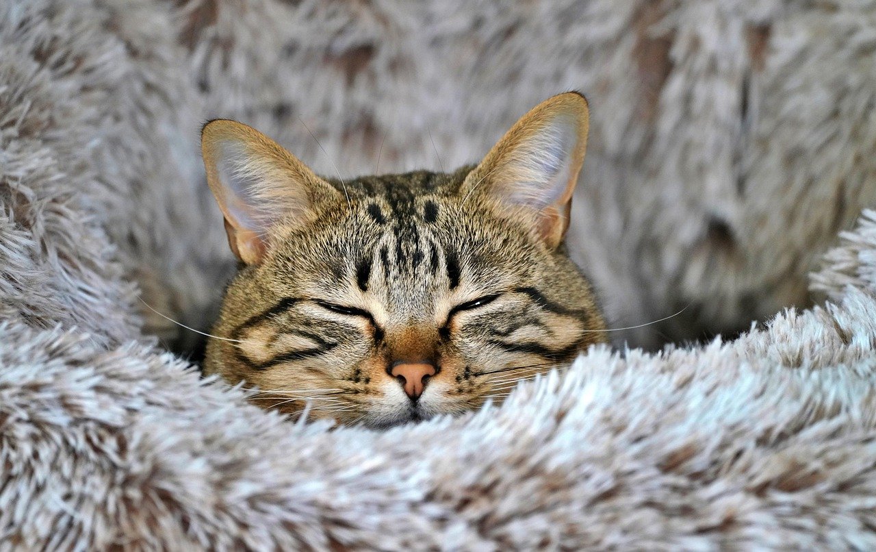 cat, beautiful wallpaper, laptop wallpaper, full hd wallpaper, feline, asleep, 4k wallpaper 1920x1080, cute, domestic animal, pet, mammal, animal, 4k wallpaper, wallpaper 4k, nature, wallpaper hd, hd wallpaper, free wallpaper, wallpaper, desktop backgrounds, free background, mac wallpaper, winter, cool backgrounds, windows wallpaper, coming, desktop picture, hintergrundsbild, yk