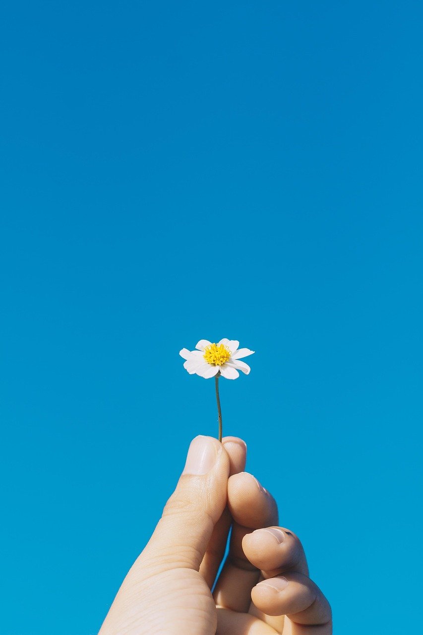 flowers, flower background, nature, bloom, blossom, botany, phone wallpaper, beautiful flowers, flower wallpaper, aesthetic wallpaper