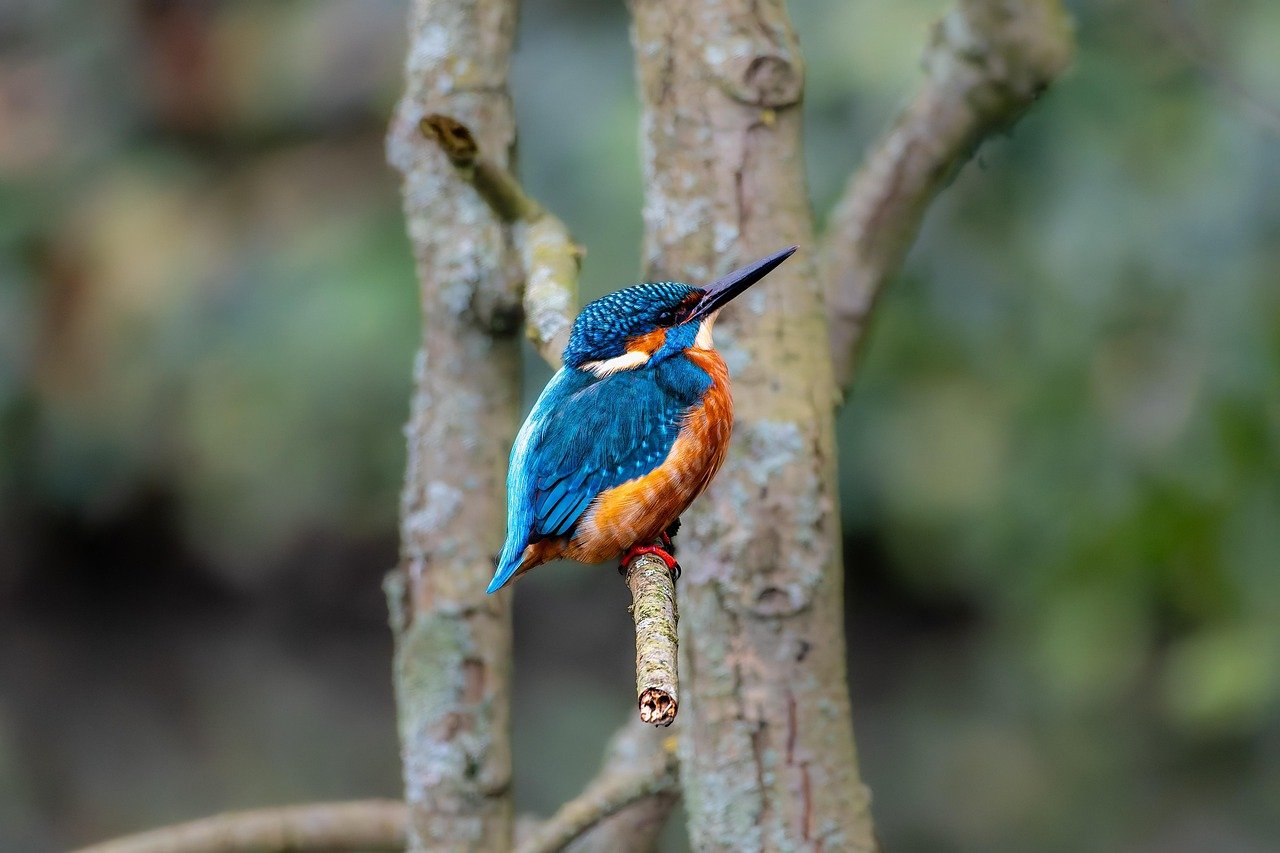 services-01 kingfisher, full hd wallpaper, bird, wallpaper 4k, wallpaper hd, free wallpaper, animal, beautiful nature, wildlife, colorful, nature wallpaper, 4k wallpaper, cool backgrounds, nature, desktop backgrounds, birdwatching, nature background, windows wallpaper, 4k wallpaper 1920x1080, laptop wallpaper, wallpaper, hd wallpaper, fall, mac wallpaper, free background, beautiful wallpaper, background