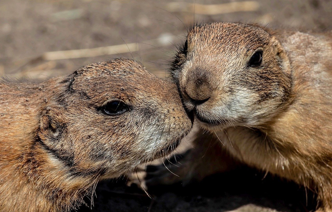 services-03 prairie dog, cute, beautiful nature, wildlife, windows wallpaper, rodent, macro, 4k wallpaper, hd wallpaper, cool backgrounds, wallpaper 4k, laptop wallpaper, nature, mac wallpaper, 4k wallpaper 1920x1080, free background, sweet, nature background, desktop backgrounds, mammal, background, full hd wallpaper, wallpaper hd, wallpaper, nature wallpaper, kiss, beautiful wallpaper, free wallpaper, happiness