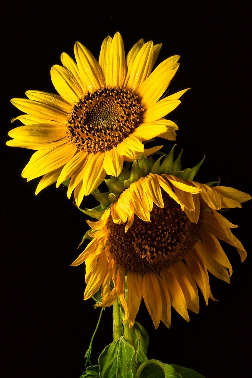 sunflowers, iphone wallpaper, flower background, flowers, blossoms, floral, ipad wallpaper, mobile wallpaper 4k, beautiful flowers, close up, macro, phone wallpaper, summer, samsung wallpaper, mobile wallpaper, nature, beautiful wallpaper, wallpaper, lock screen wallpaper, floral background, flower wallpaper, background